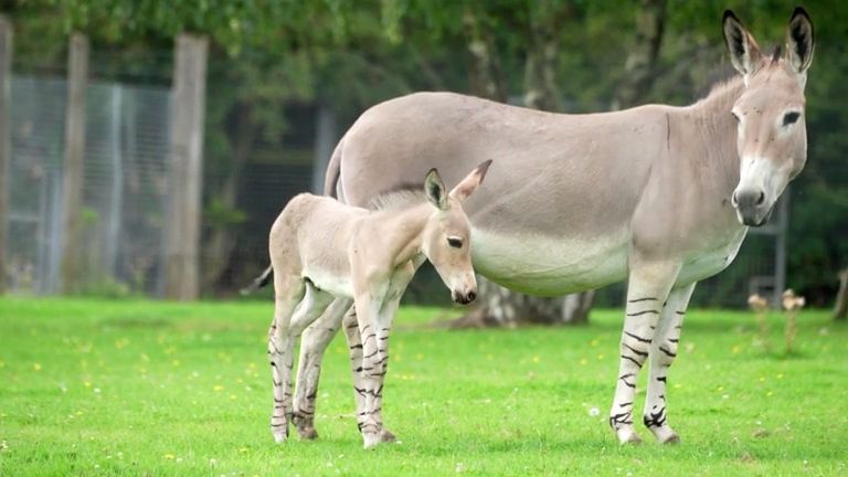 V britské zoo se narodil jeden z nejvzácnějších savců na světě